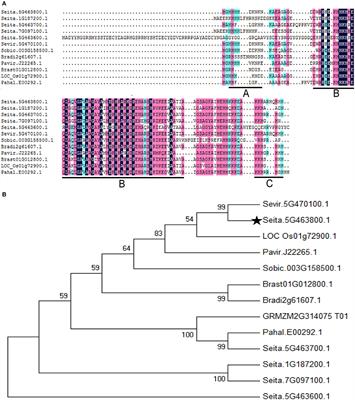 SiASR4, the Target Gene of SiARDP from Setaria italica, Improves Abiotic Stress Adaption in Plants